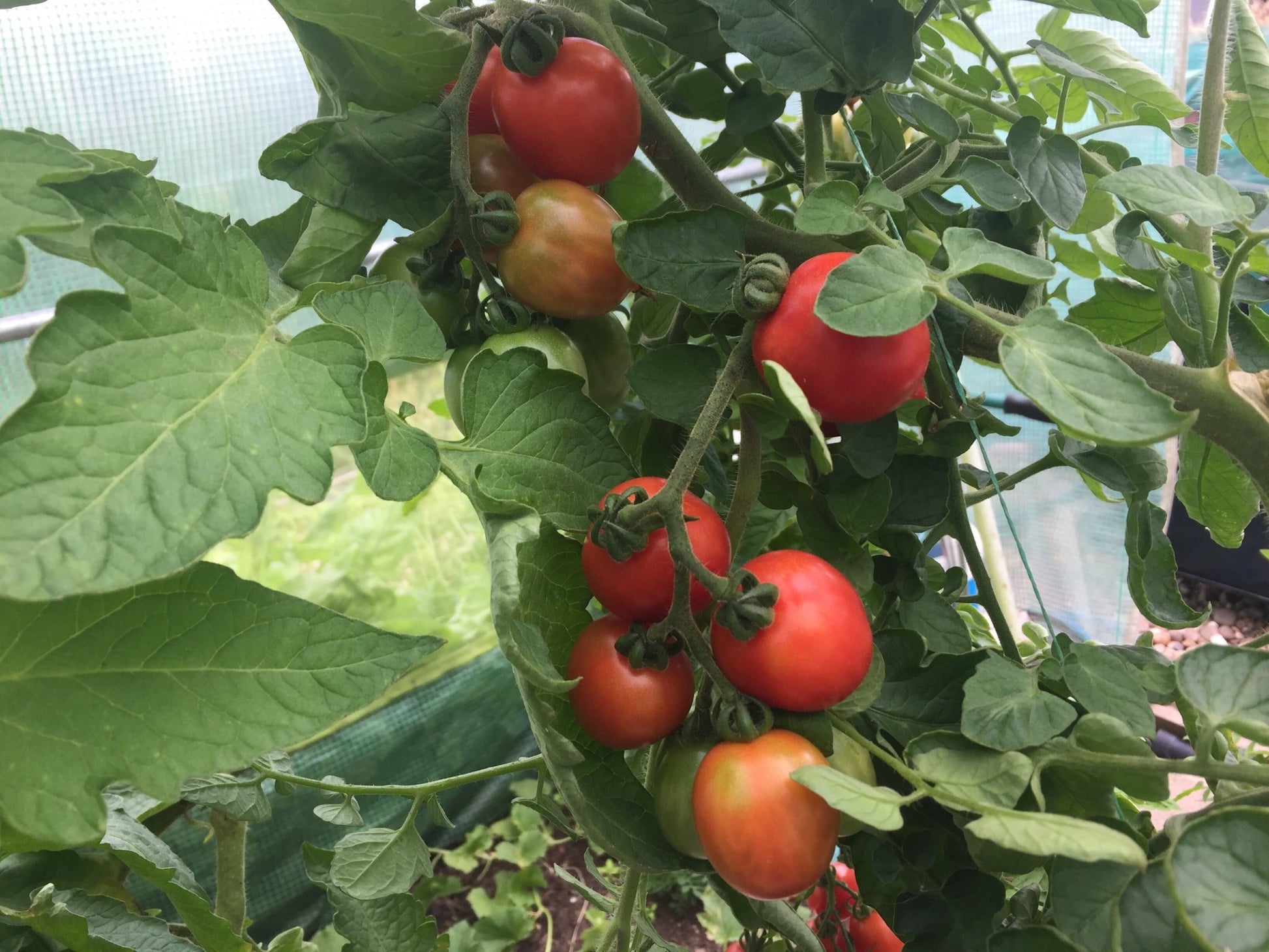 Principe Borghese Tomato - Organic - Greta's Family Gardens