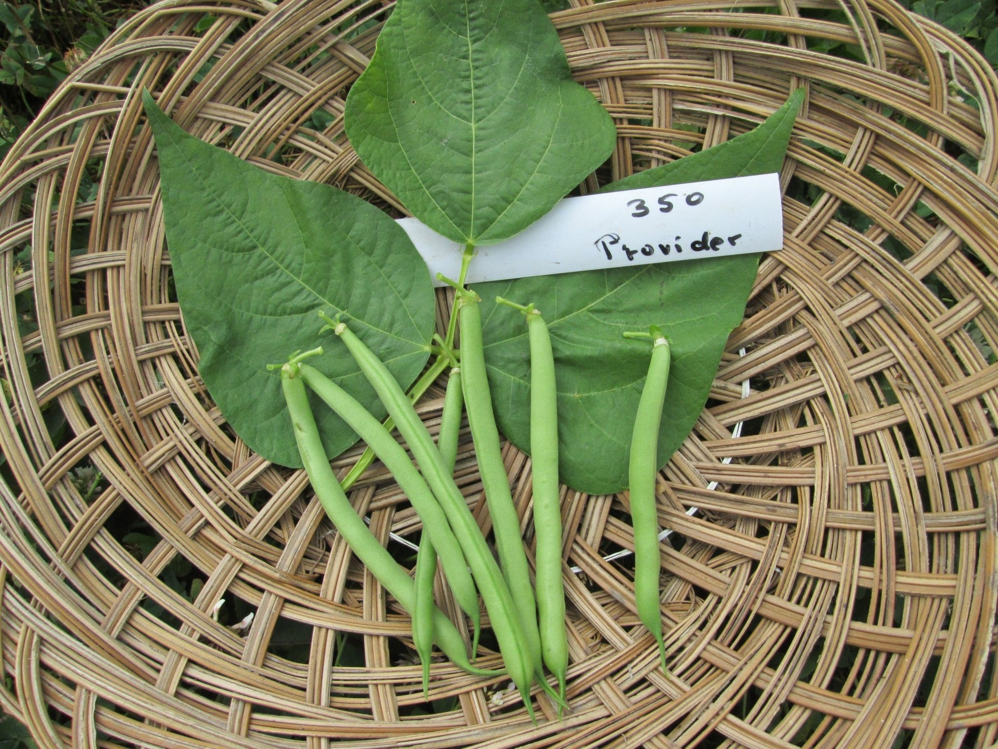 Provider Beans - Organic - Greta's Family Gardens