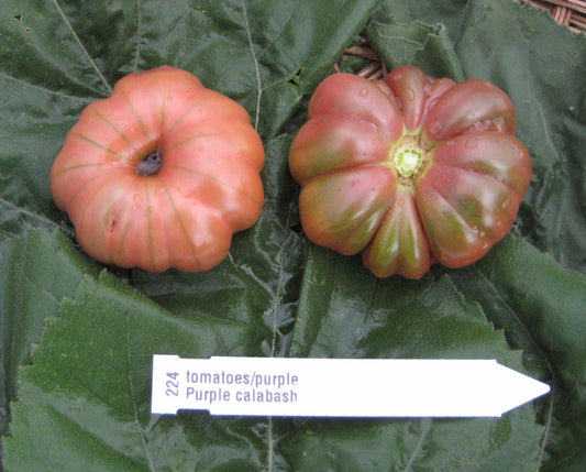 Purple Calabash Tomato - Organic - Greta's Family Gardens