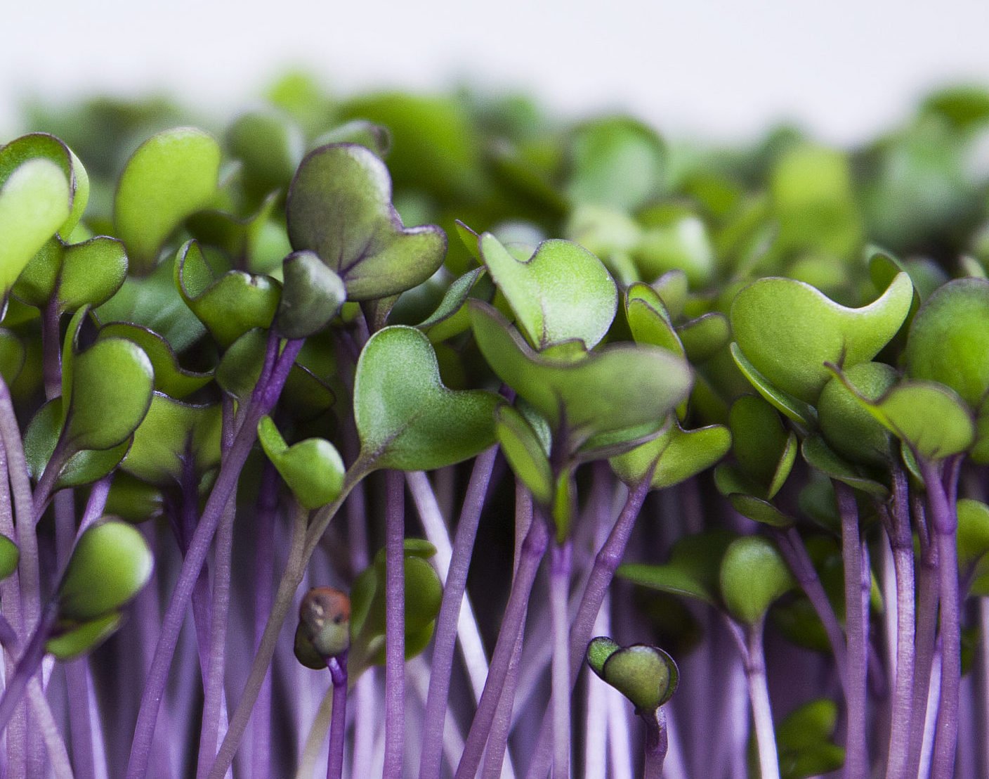 Purple Kohlrabi Microgreens - Organic - Greta's Family Gardens