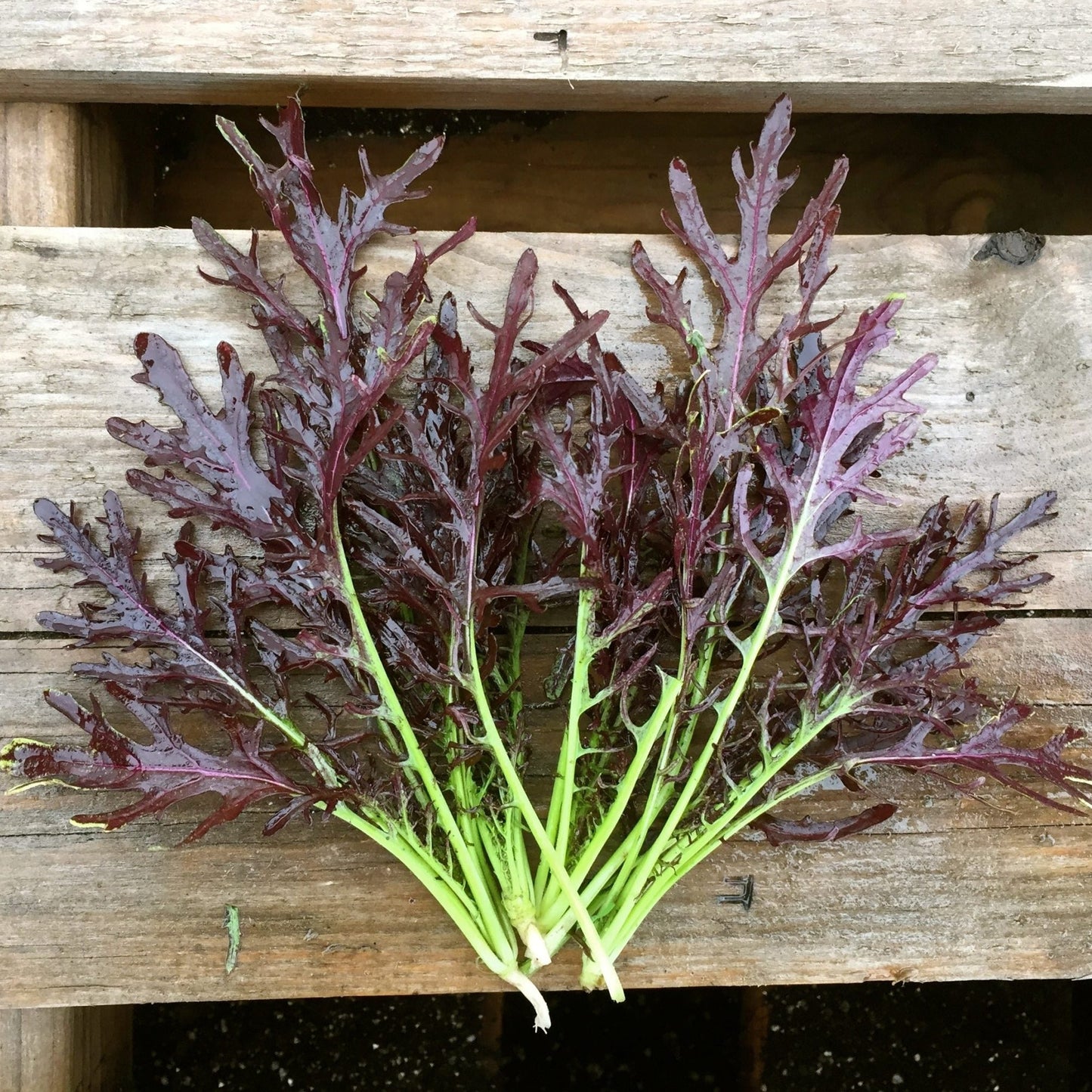 Purple Mizuna Greens - Organic - Greta's Family Gardens