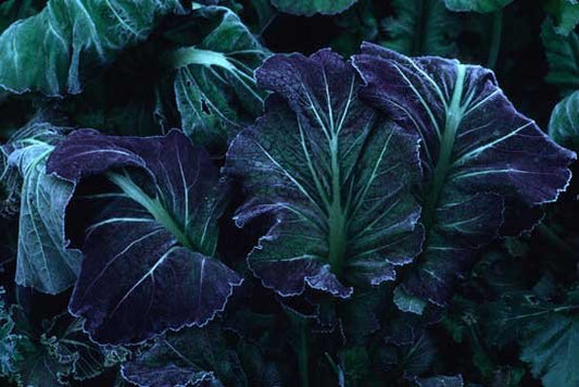 Purple Osaka Mustard Greens - Organic - Greta's Family Gardens