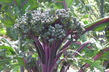 Purple Peacock Broccoli - Organic - Greta's Family Gardens