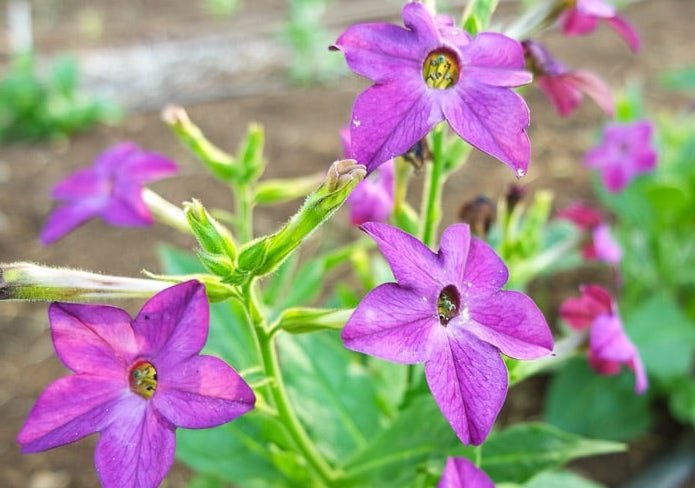 Purple Perfume Nicotiana Tobacco - Greta's Family Gardens