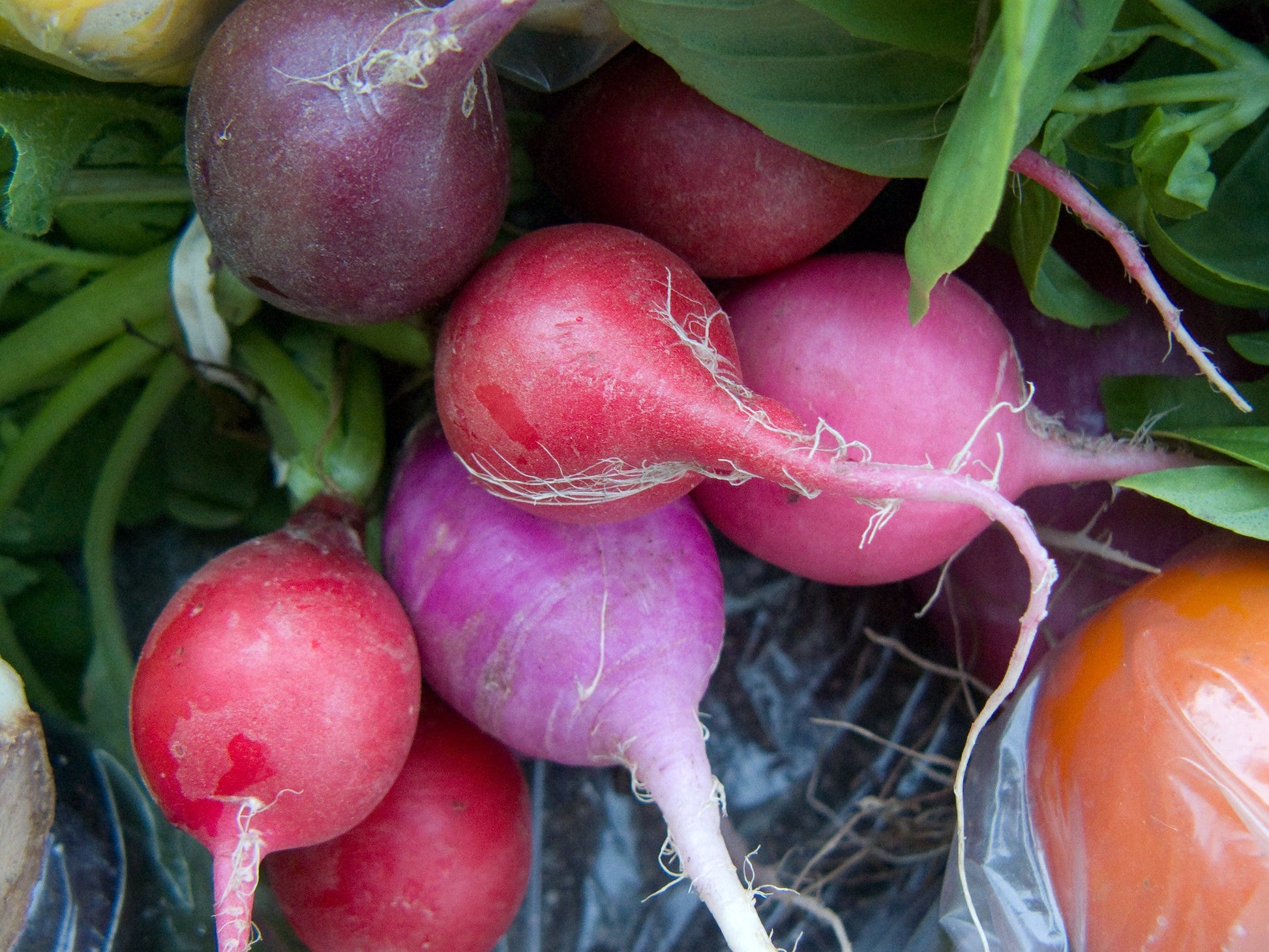 Purple Plum Radish - Greta's Family Gardens