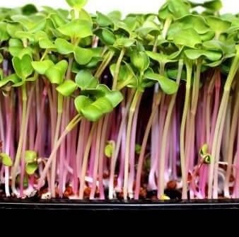 Purple Stem Radish Microgreens - Organic - Greta's Family Gardens