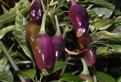 Purple Tiger Hot Pepper - Greta's Family Gardens