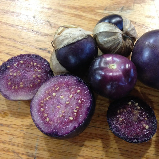 Purple Tomatillo - Organic - Greta's Family Gardens