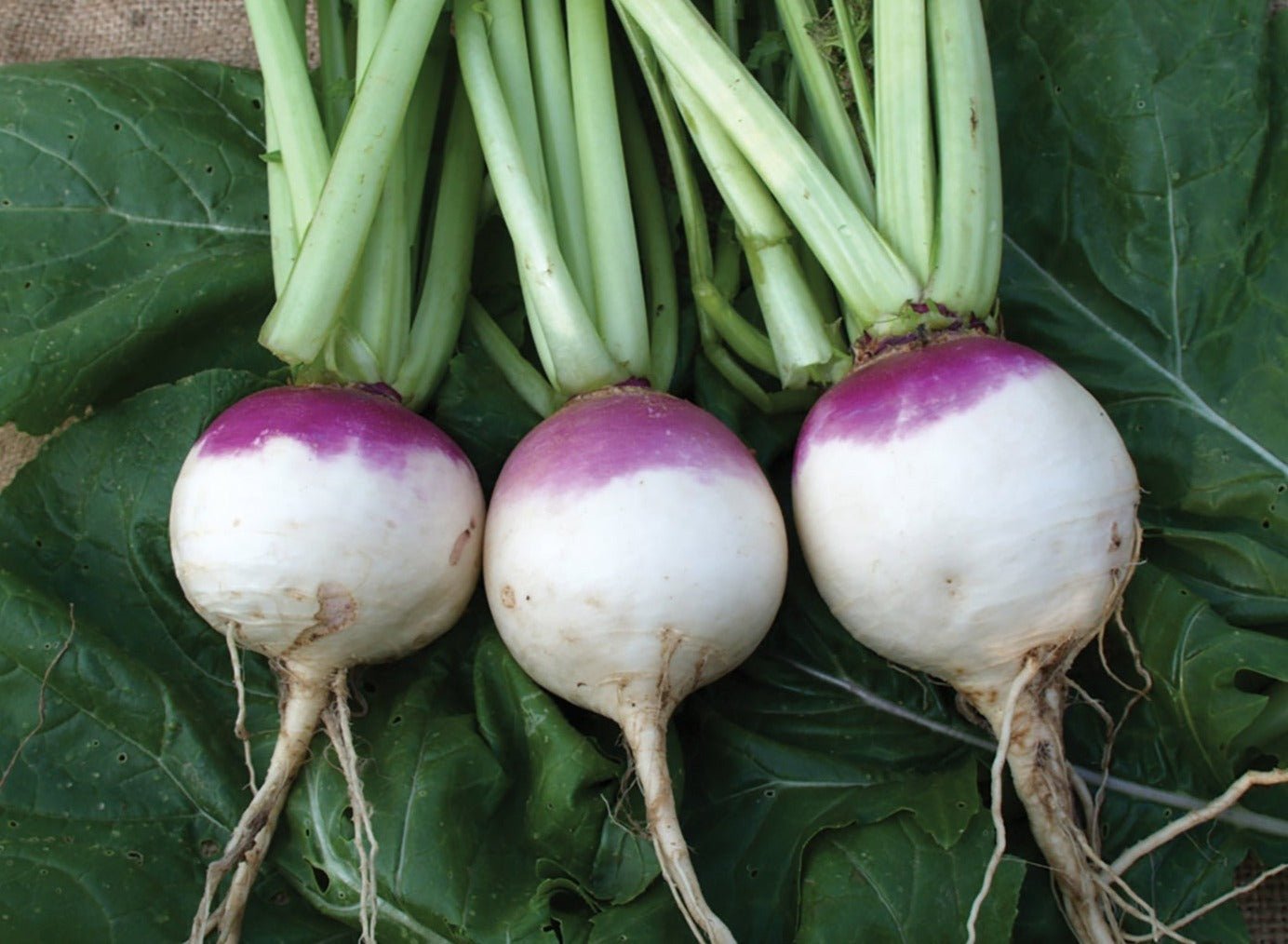 Purple top white globe Turnip - Organic - Greta's Family Gardens