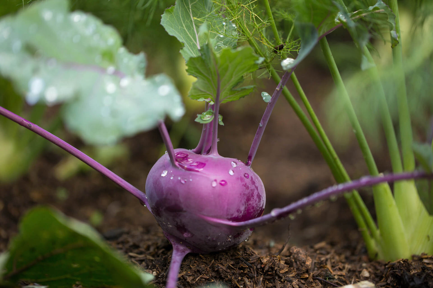 Purple Vienna Kohlrabi - Greta's Family Gardens