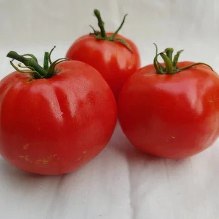 Quinte Tomato - Organic - Greta's Family Gardens