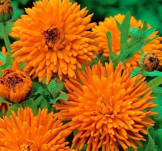 Radio calendula - Organic - Greta's Family Gardens