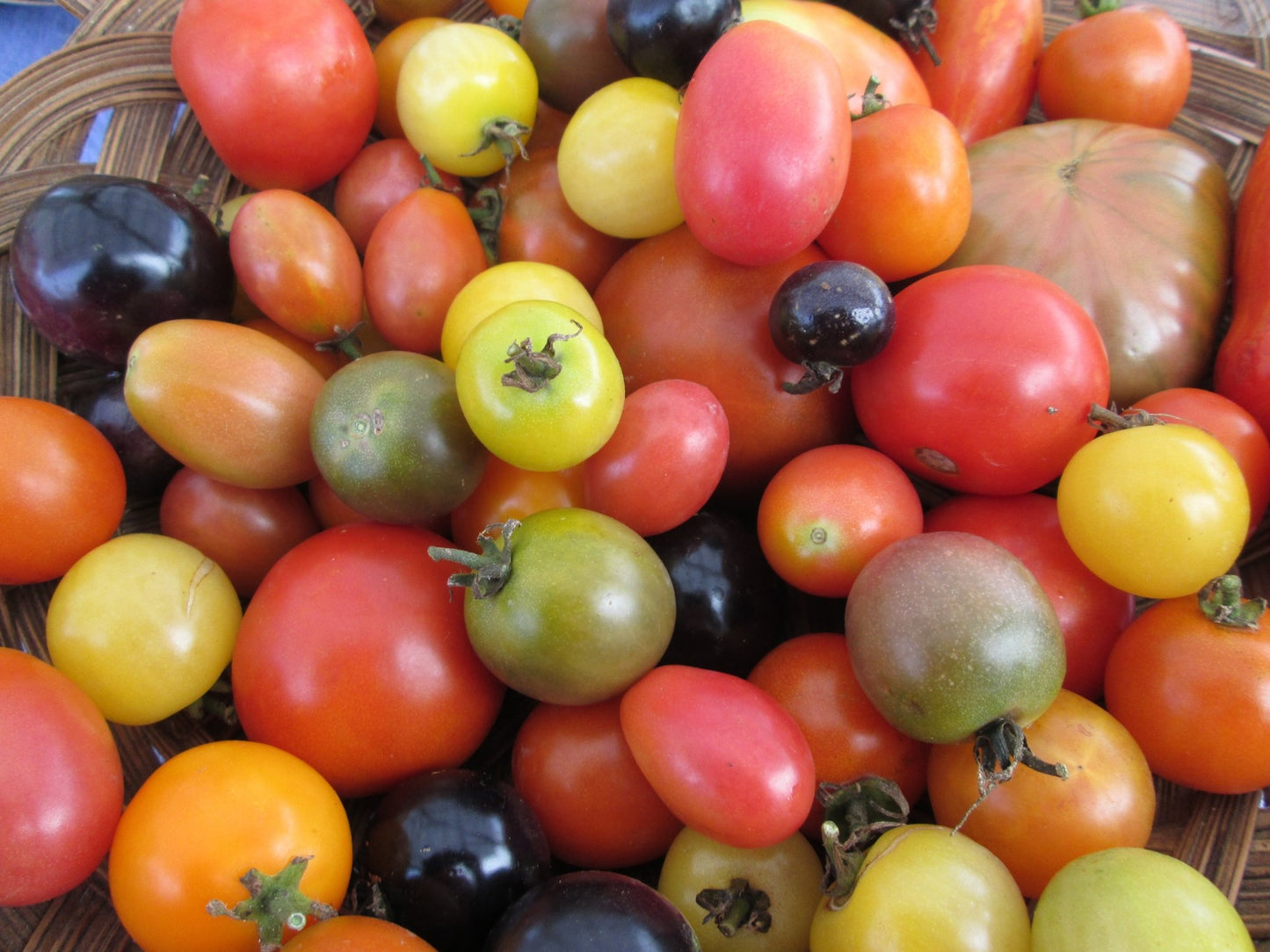 Rainbow Cherry Tomato Collection - Organic - Greta's Family Gardens