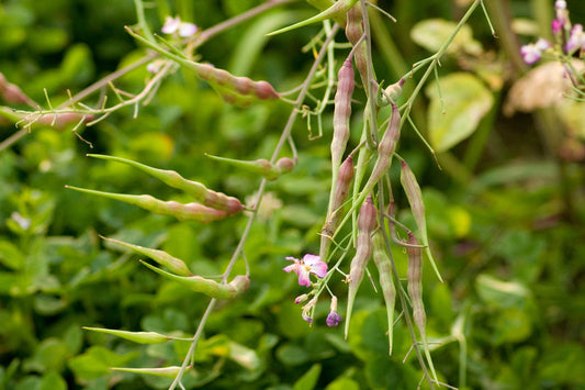 Rattail Radish - Organic - Greta's Family Gardens