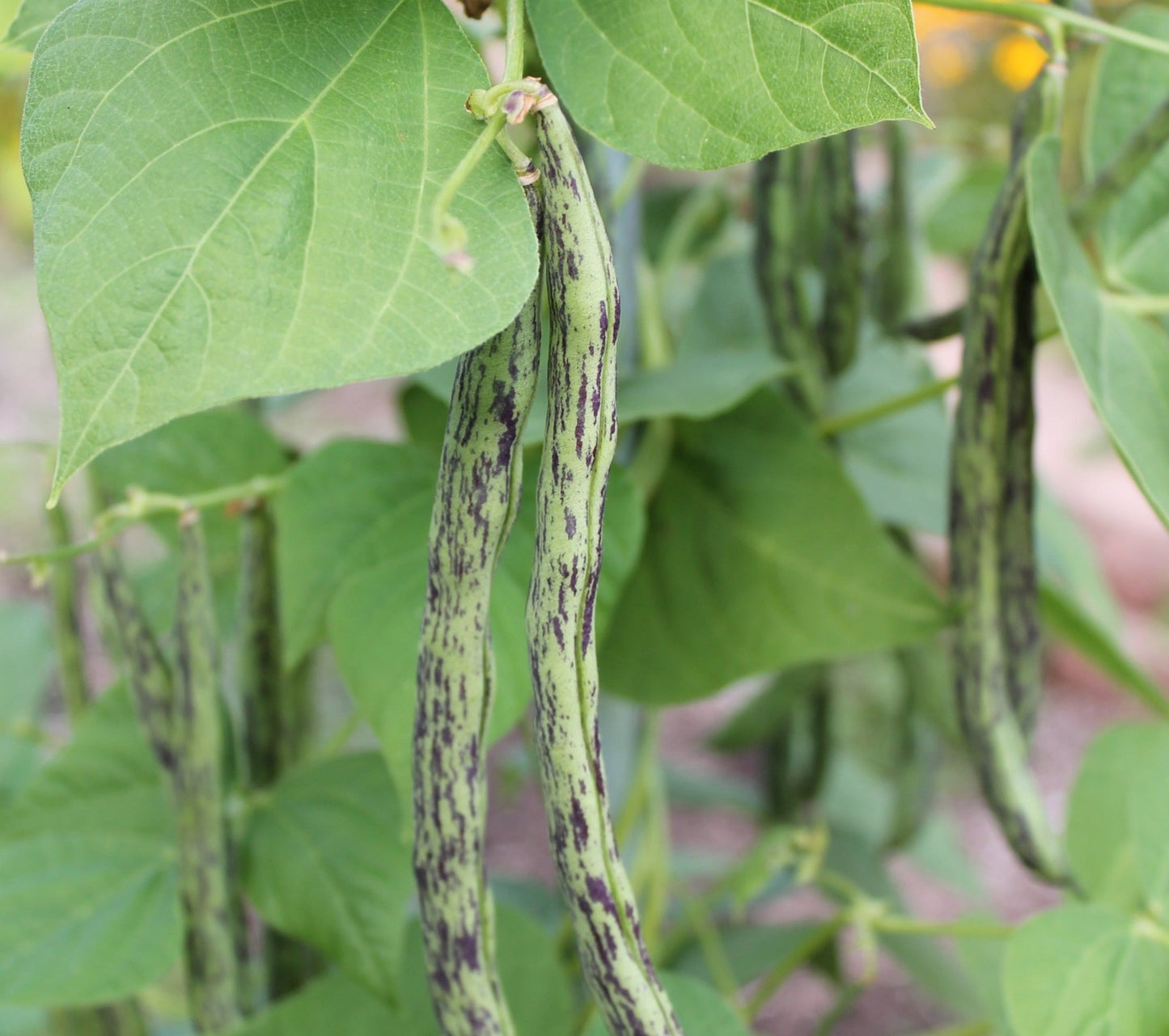 Rattlesnake Polebean - Organic - Greta's Family Gardens