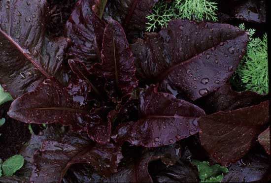 Really Red Deer Tongue Lettuce - Organic - Greta's Family Gardens