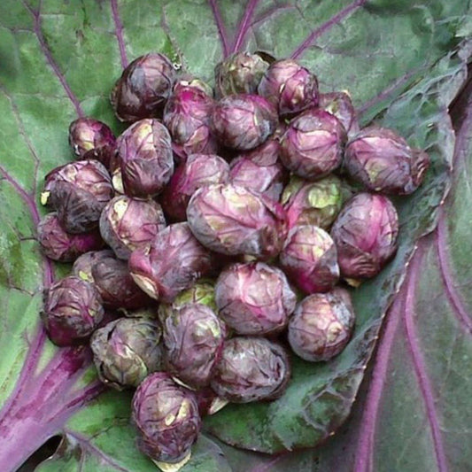 Red Ball Brussel sprouts - Greta's Family Gardens