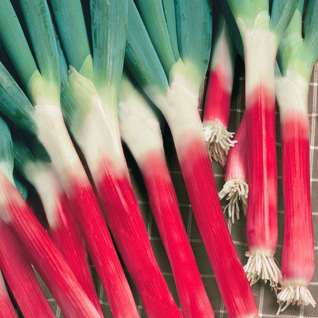 Red Beard Onions - Greta's Family Gardens