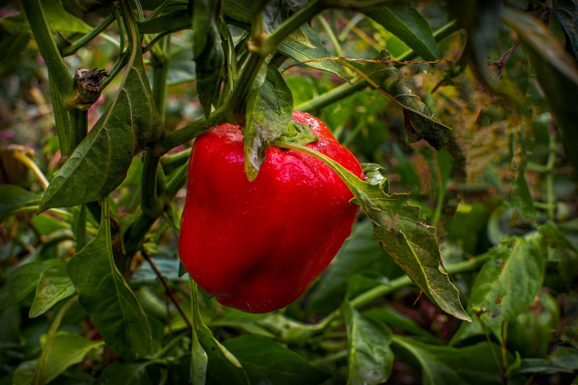 Red Bell Pepper - Greta's Family Gardens