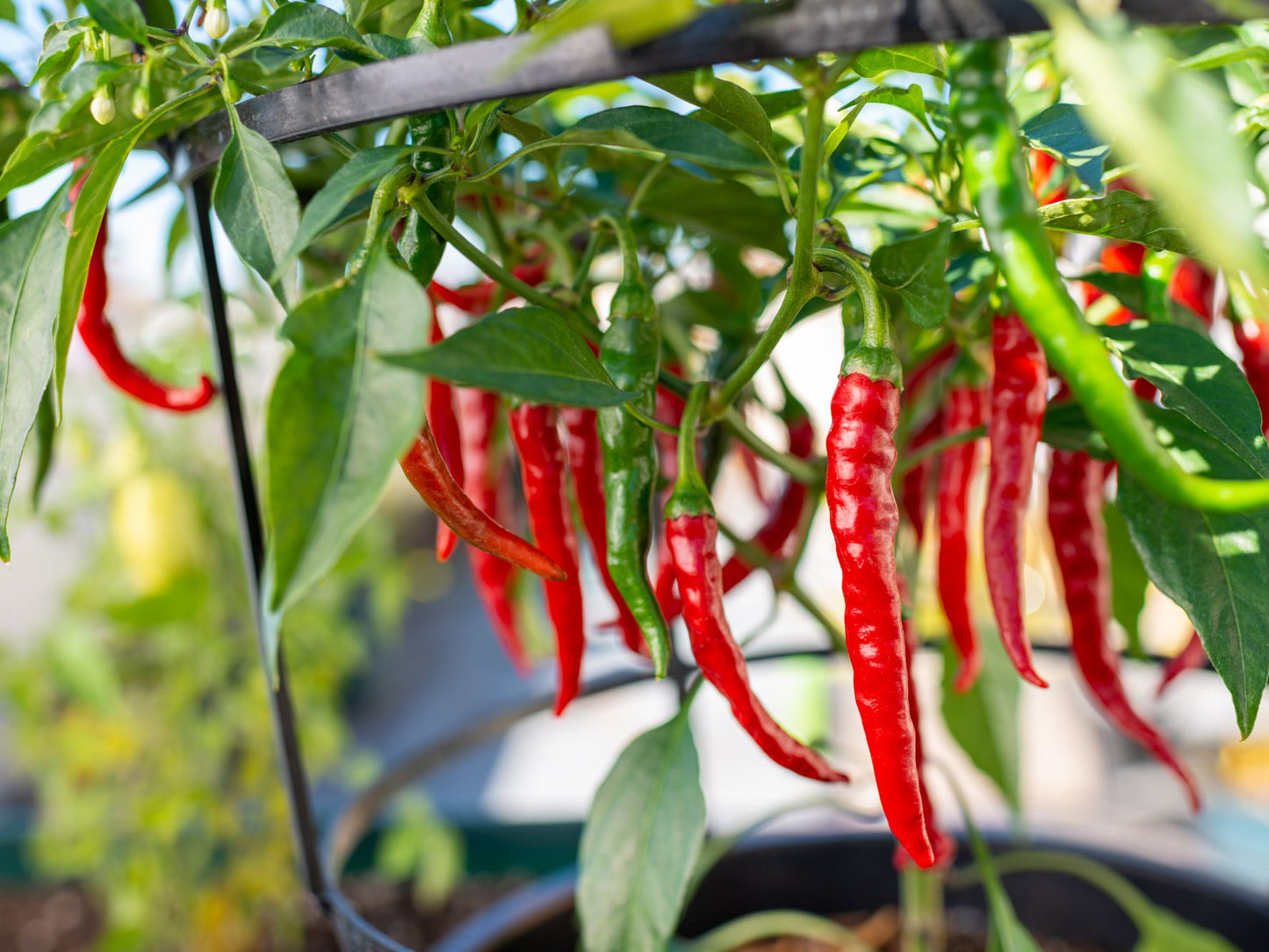 Red Cayenne Hot Pepper - Greta's Family Gardens