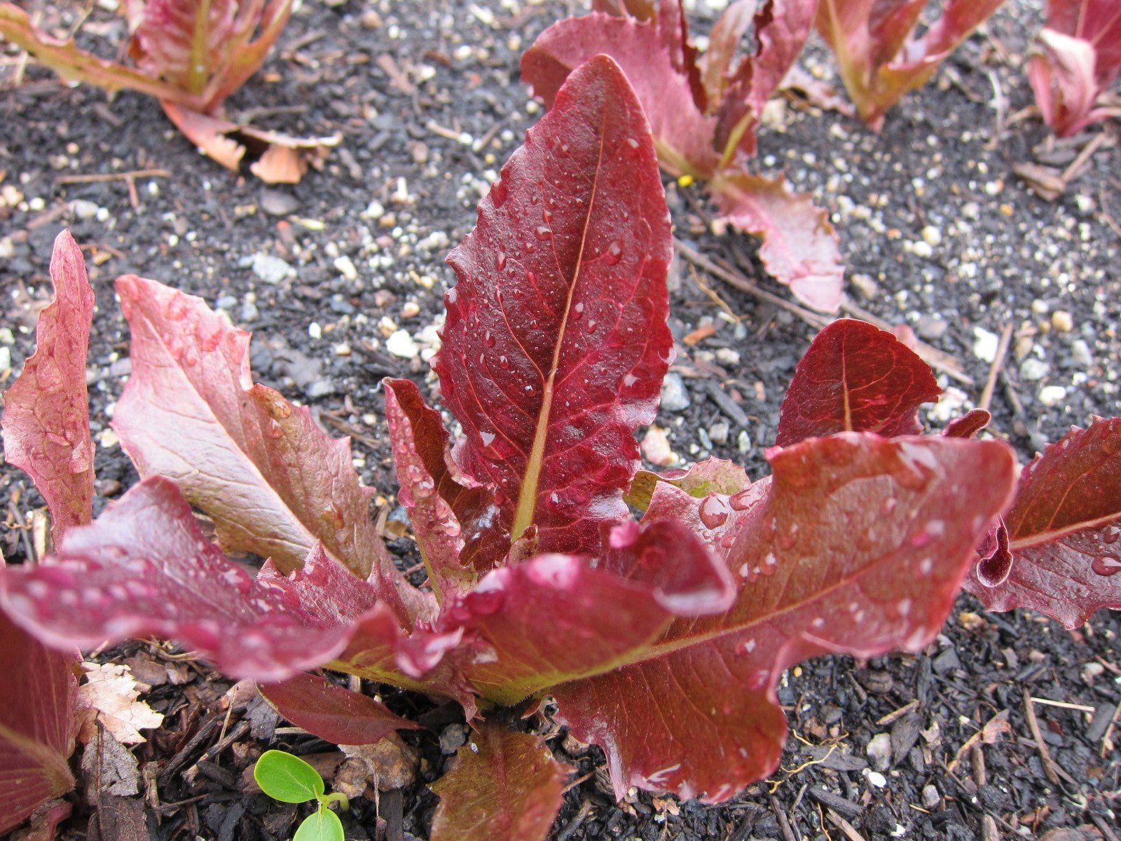 Red Deer Tongue Lettuce - Greta's Family Gardens