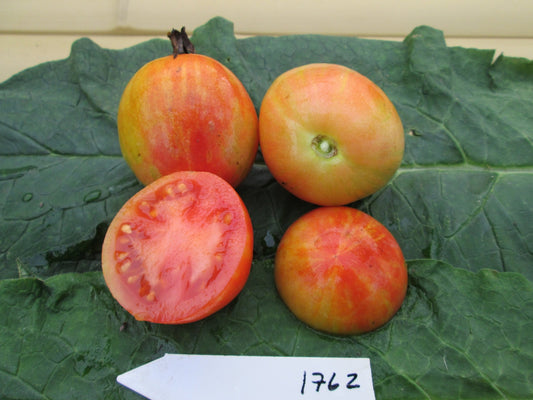 Red Furry Boar Tomato - Organic - Greta's Family Gardens