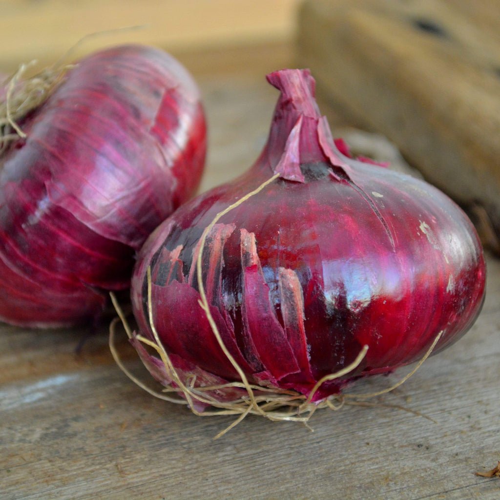 Red Geneva Cipollini Onions - Organic - Greta's Family Gardens