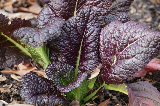 Red Giant Mustard - Organic - Greta's Family Gardens