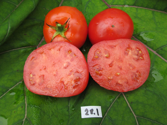 Red House Free Standing Tomato - Organic - Greta's Family Gardens