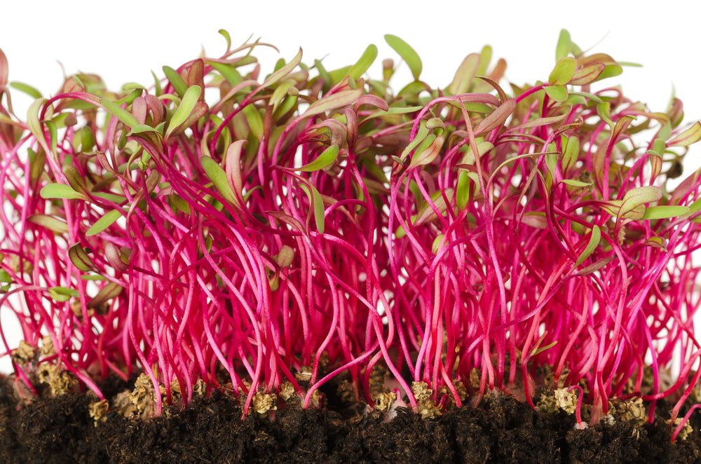 Red Leaf Beet Microgreens - Organic - Greta's Family Gardens