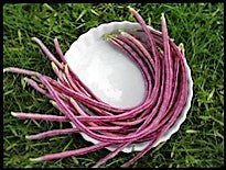 Red Noodle Pole beans - Greta's Family Gardens