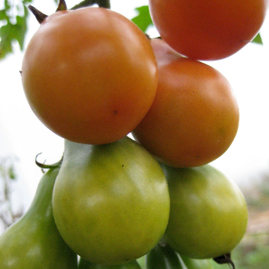 Red Pear Cherry Tomato - Organic - Greta's Family Gardens