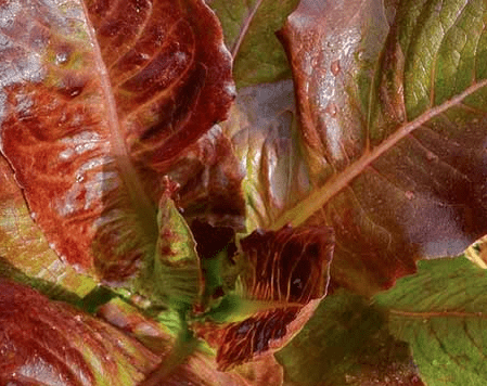 Red Romaine Lettuce - Organic - Greta's Family Gardens