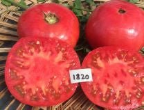 Red Rose Tomato - Organic - Greta's Family Gardens