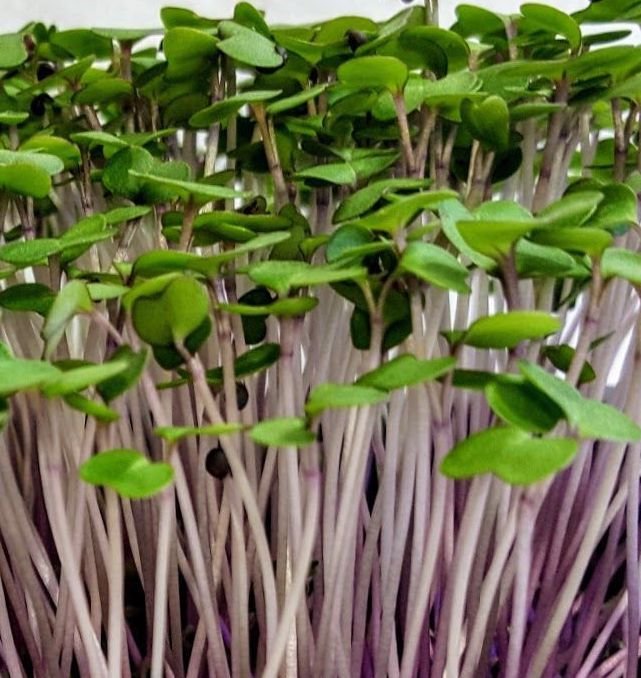 Red Russian Kale Microgreens - Organic - Greta's Family Gardens