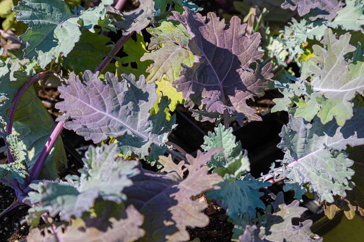 Red Russian Kale - Organic - Greta's Family Gardens