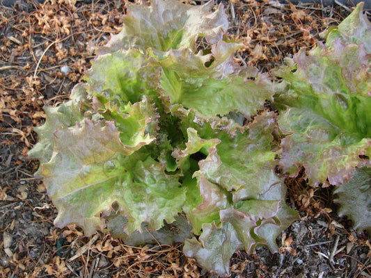 Red Sails Lettuce - Greta's Family Gardens