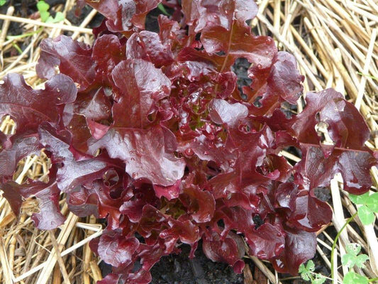 Red Salad Bowl Lettuce - Greta's Family Gardens