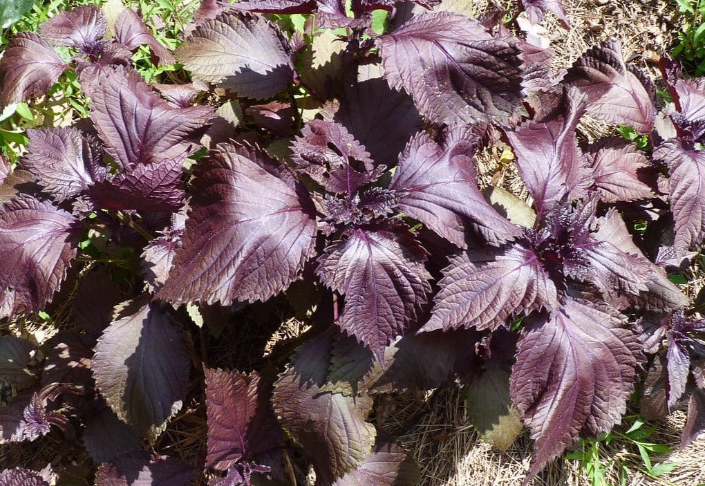 Red Shiso - Greta's Family Gardens