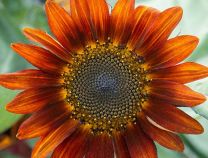 Red Sunflower Blend - Organic - Greta's Family Gardens