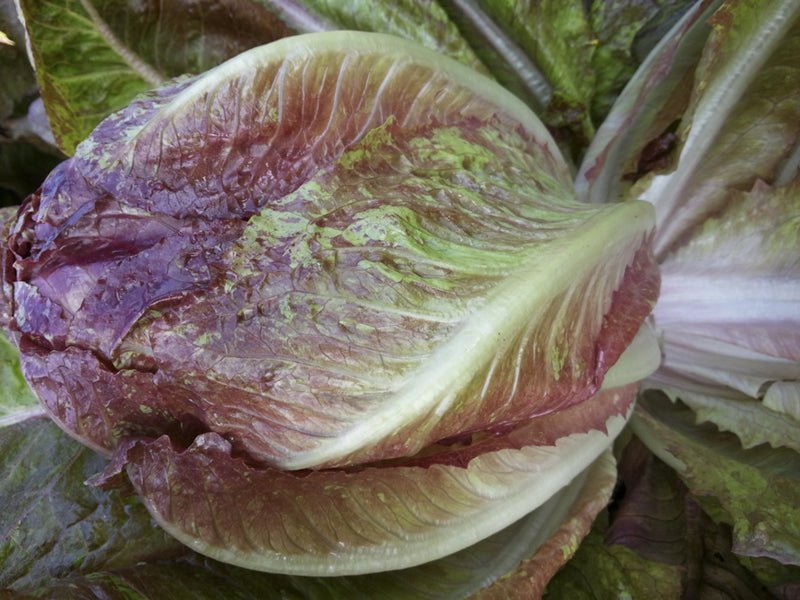 Red To The Heart Romaine Lettuce - Organic - Greta's Family Gardens