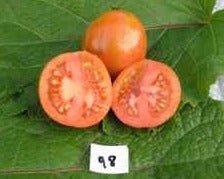 Red Zebra Tomato - Greta's Family Gardens