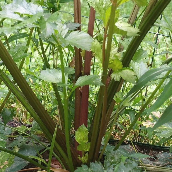 Redventure Celery - Organic - Greta's Family Gardens