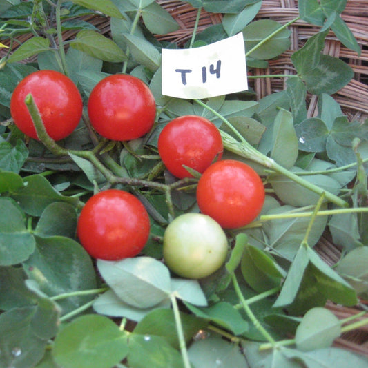 Remy Rouge Tomato - Greta's Family Gardens