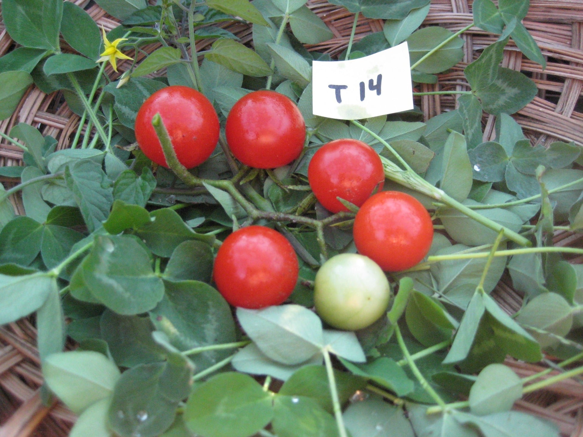 Remy Rouge Tomato - Organic - Greta's Family Gardens