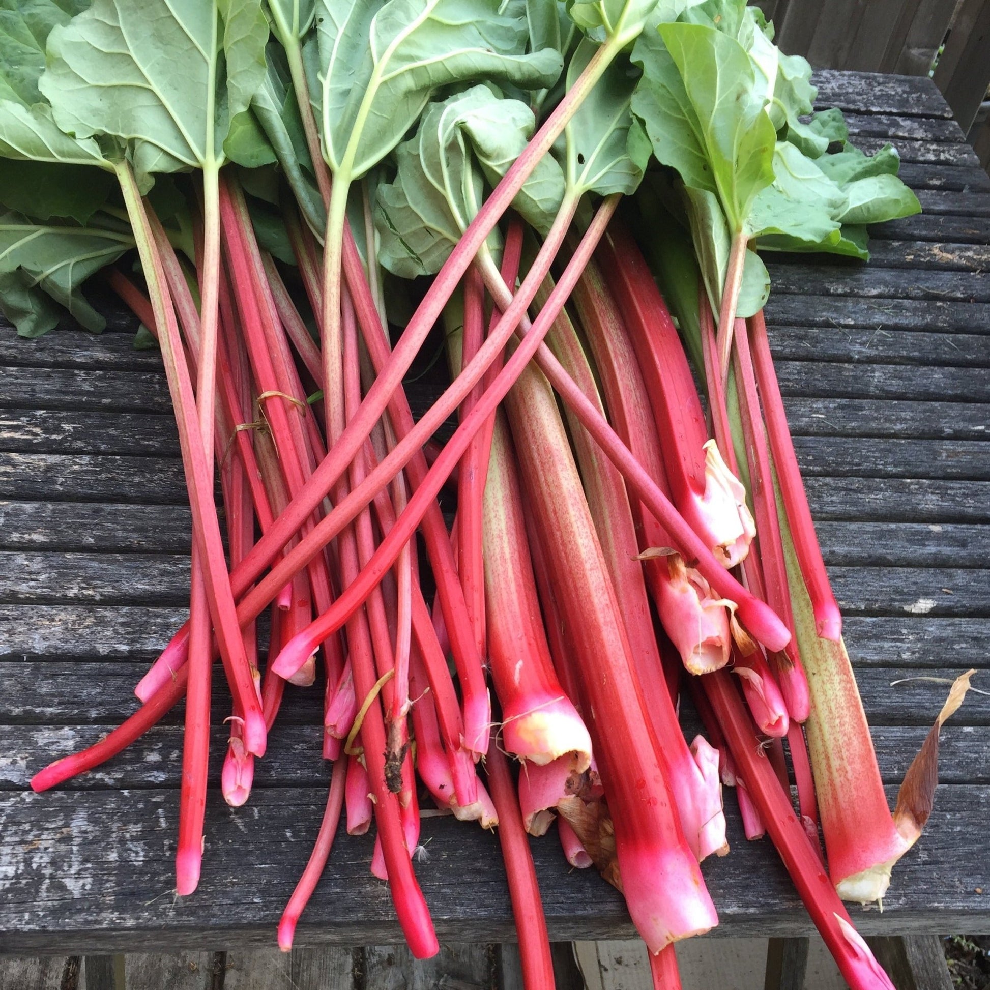 Rhubarb - Greta's Family Gardens