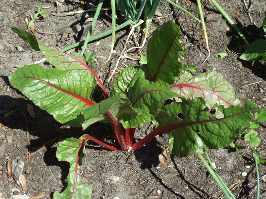 Rhubarb Chard - Greta's Family Gardens