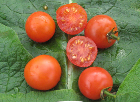 Rideau Sweet Cherry Tomato - Organic - Greta's Family Gardens