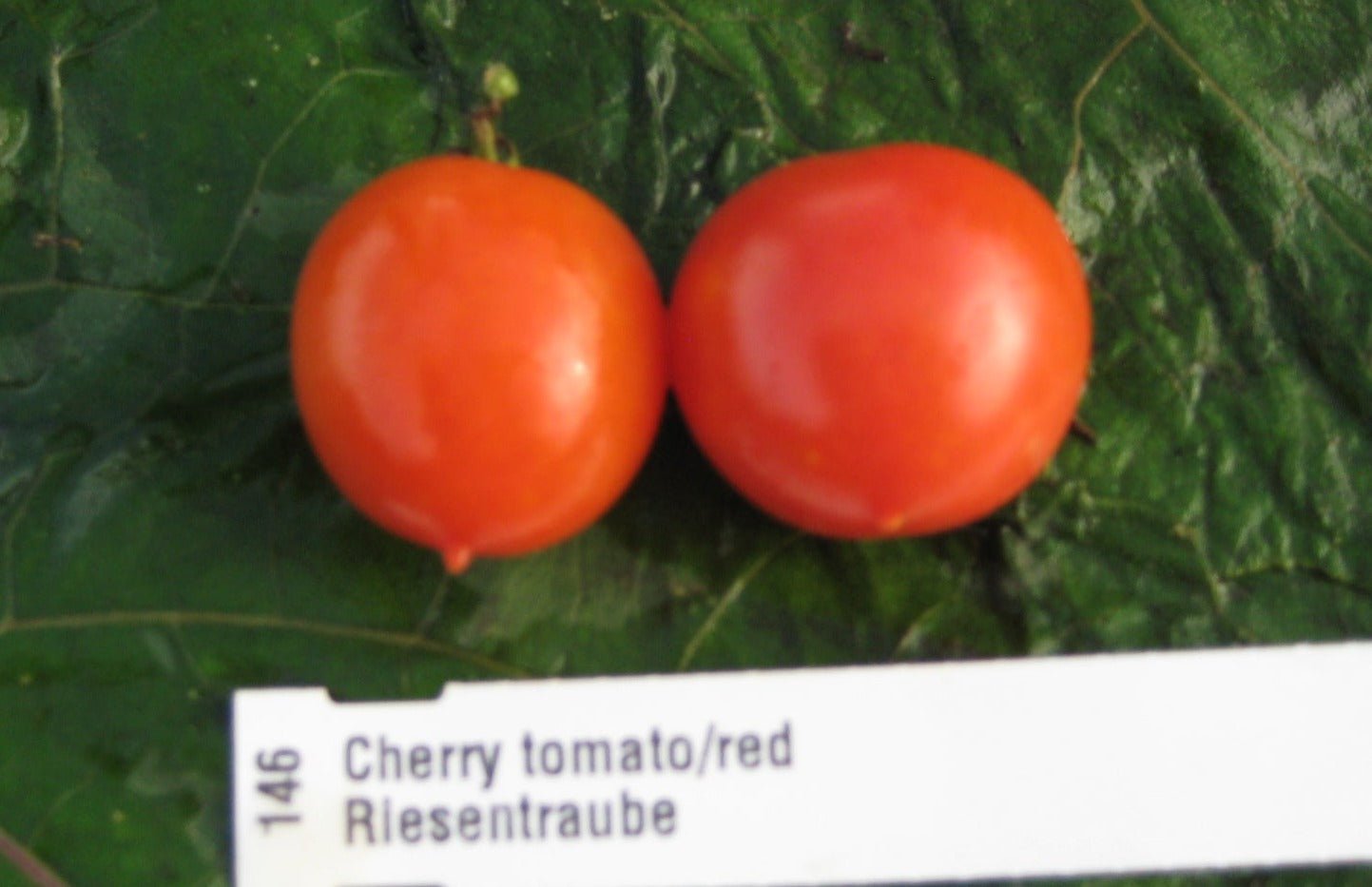 Riesentraube Tomato - Organic - Greta's Family Gardens