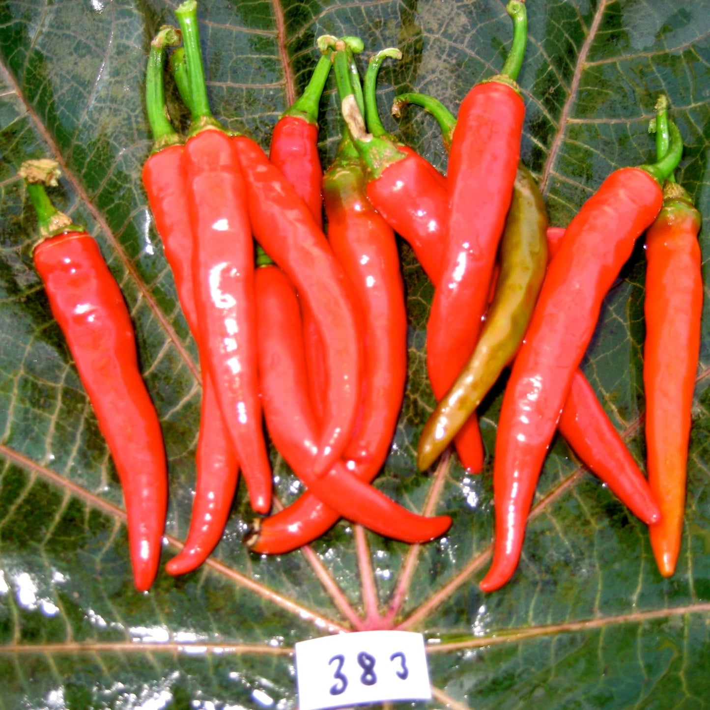 Ring of Fire hot pepper - Organic - Greta's Family Gardens